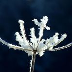 Ein wunderschönes - und nicht zu frostiges - Neues Jahr!