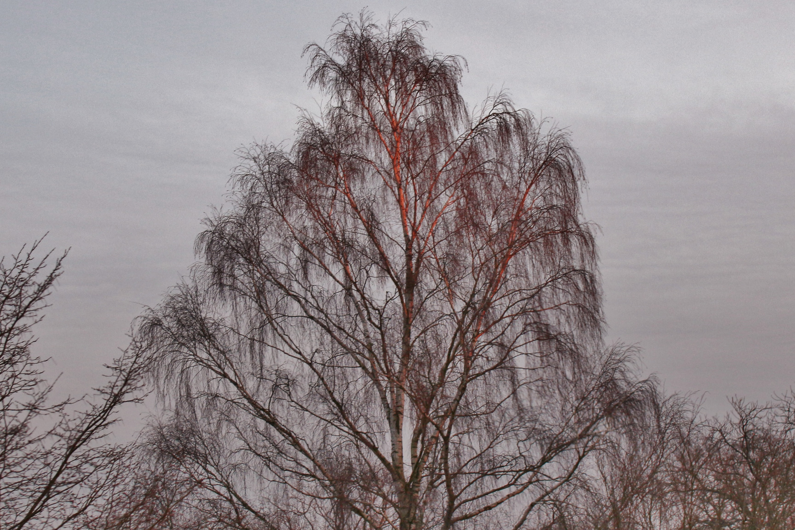 Ein wundervoller Baum