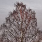 Ein wundervoller Baum