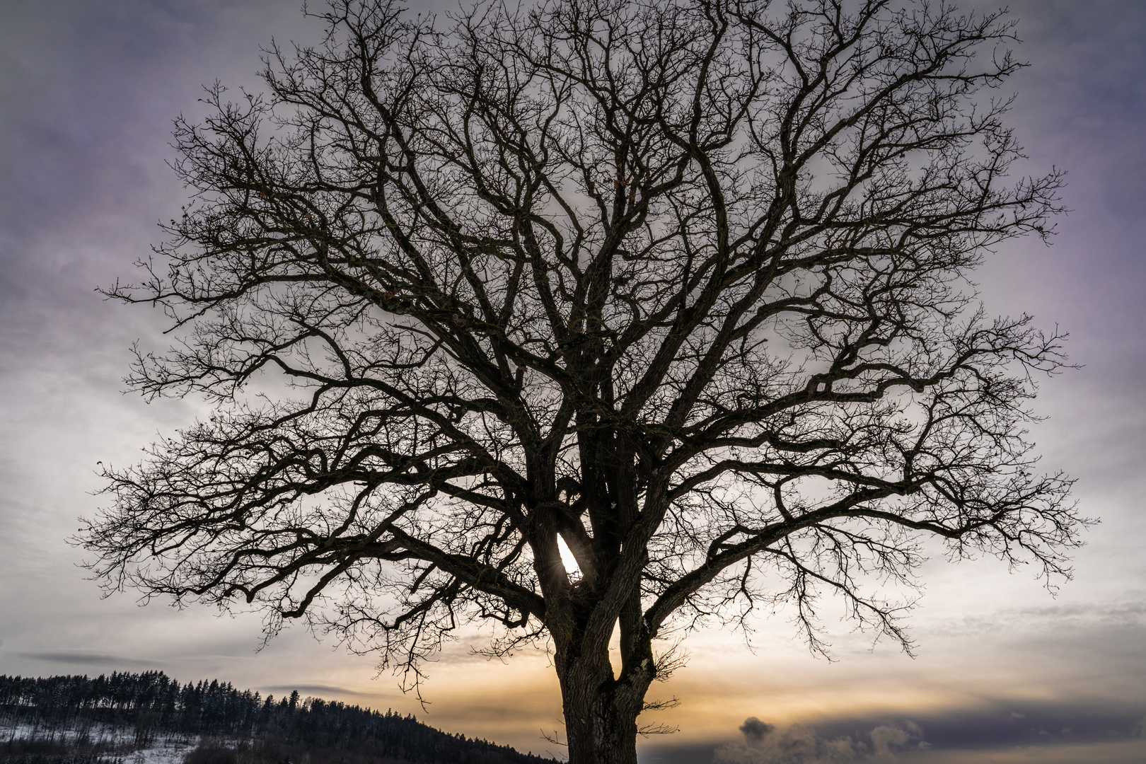 Ein wundervoller Baum im Abendlicht