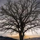 Ein wundervoller Baum im Abendlicht