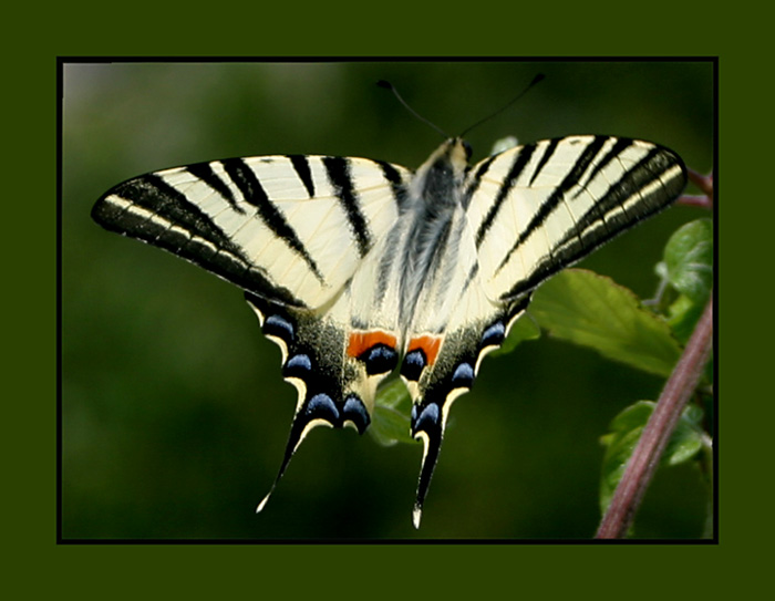 Ein wundervoller Flugkünstler II