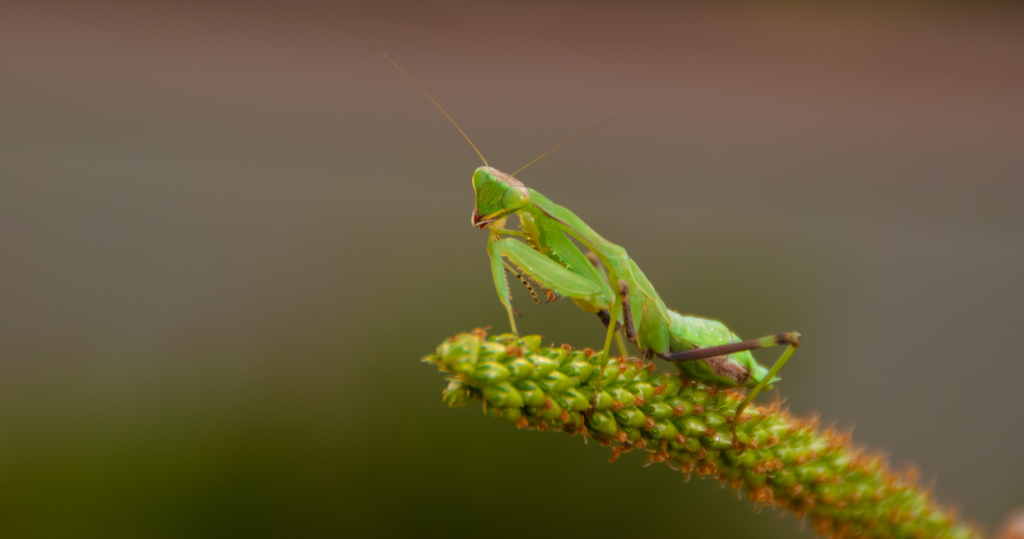 Ein wunderwerk der Natur