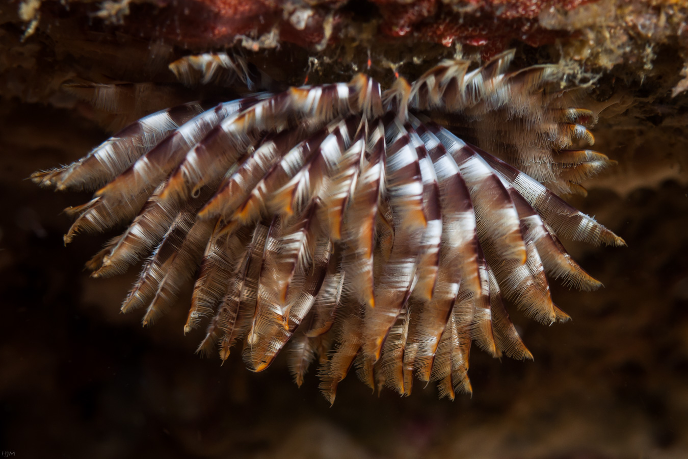 Ein Wurm hängt von der Decke