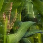 ein Wusch im Maisfeld