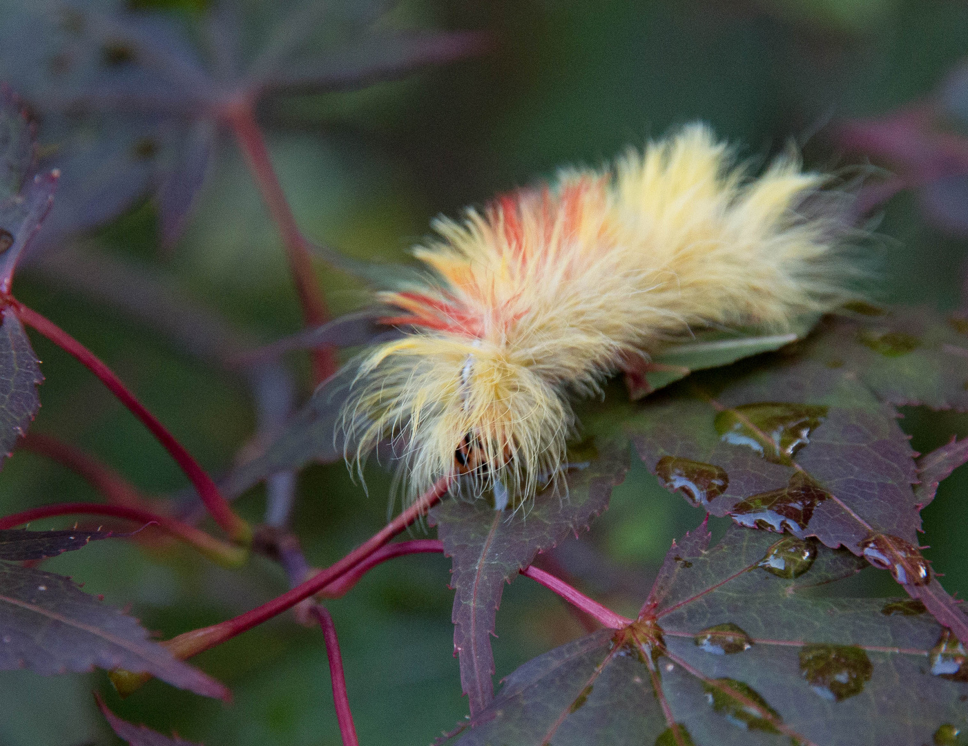 ein Wuschel im Garten ;-)