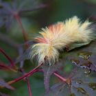 ein Wuschel im Garten ;-)