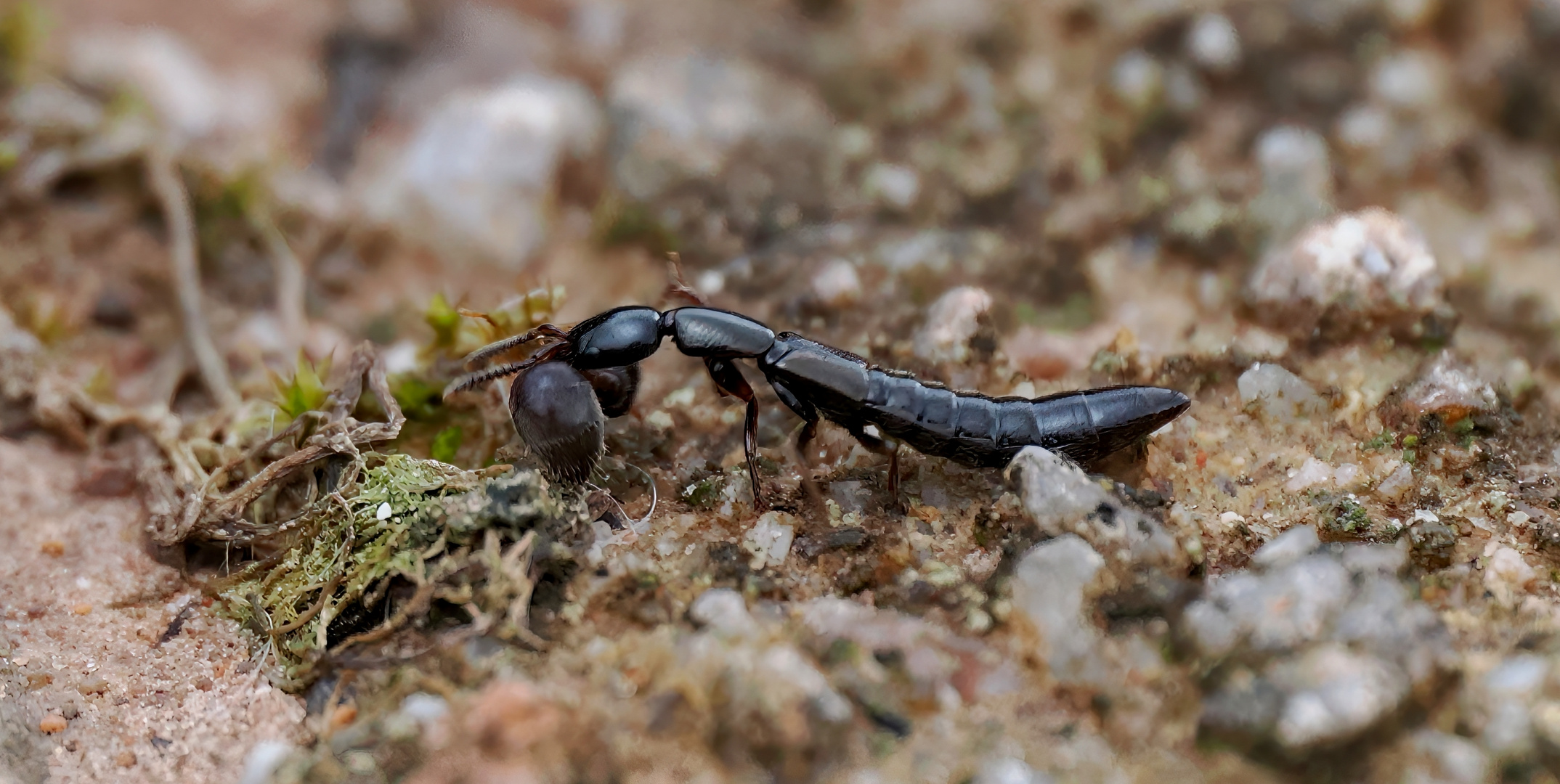 ein Xantholinus mit einer Ameise als Beute