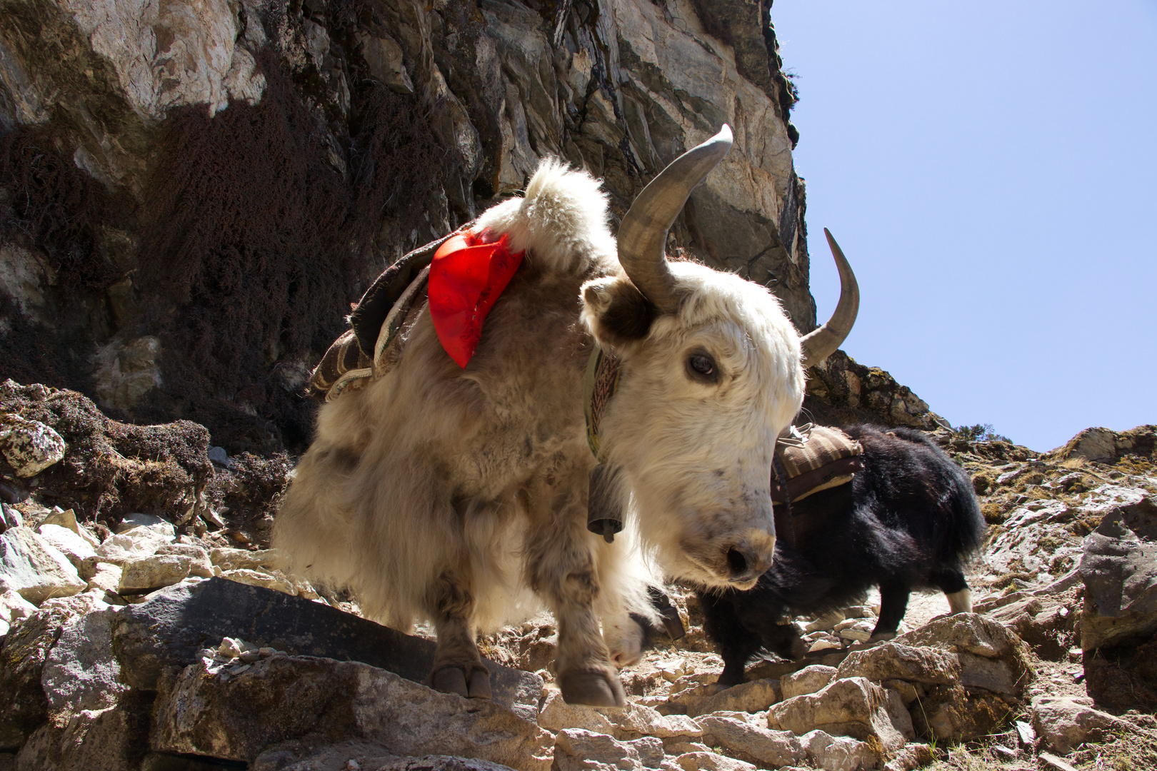 Ein Yak beim Abstieg