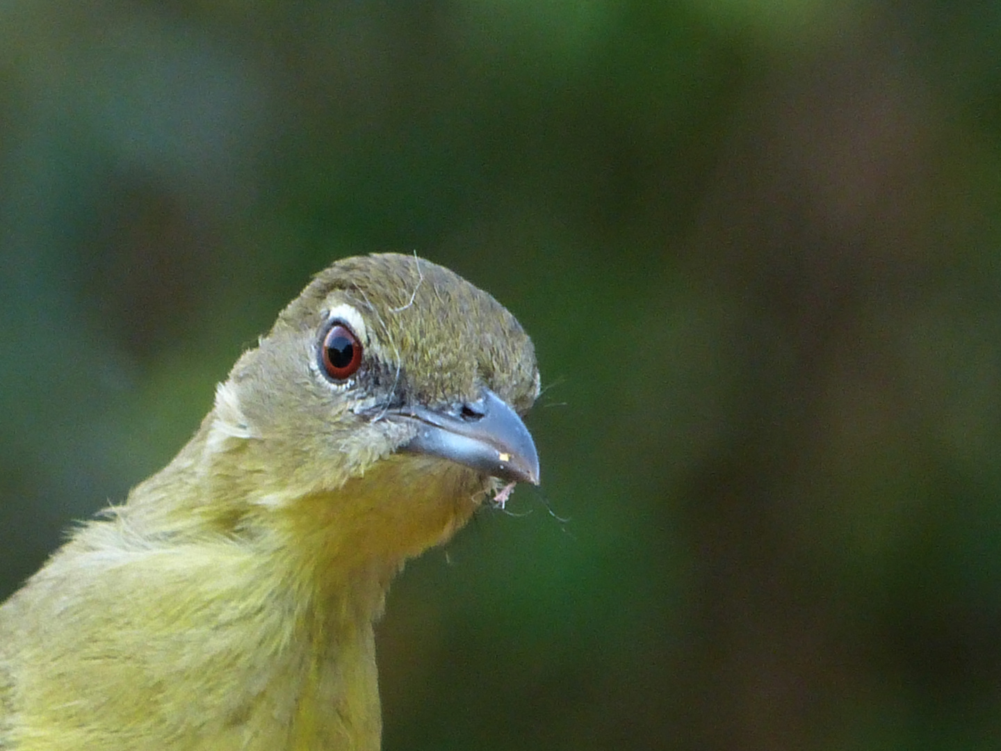 Ein yellow bellied boubou wartet auf seine Chance.