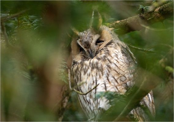 Ein zaghafter Blick.....