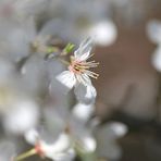 Ein zarter Frühlingsgruß