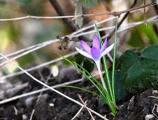 EIN ZARTER FRÜHLINGSGRUß IM JANUAR 2024.