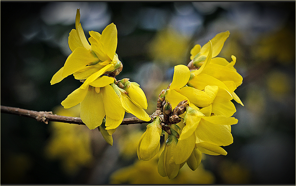 Ein zarter Hauch von Frühling...