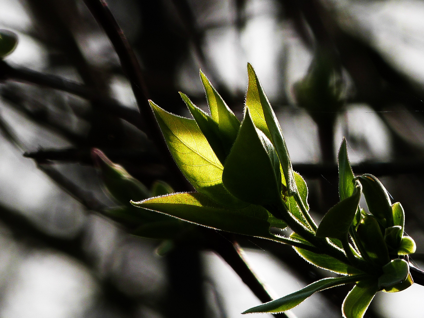 Ein zarter Hauch von Frühling