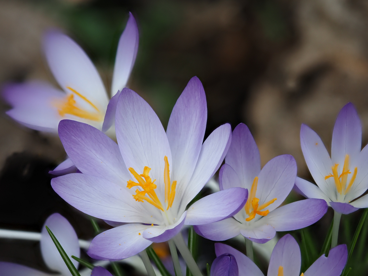 Ein zarter Hauch von Frühling 