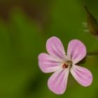 Ein zarter Hauch von Rosa