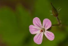 Ein zarter Hauch von Rosa