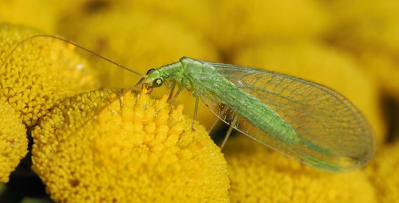 EIN ZARTER JÄGER AUF SUCHE NACH NAHRUNG