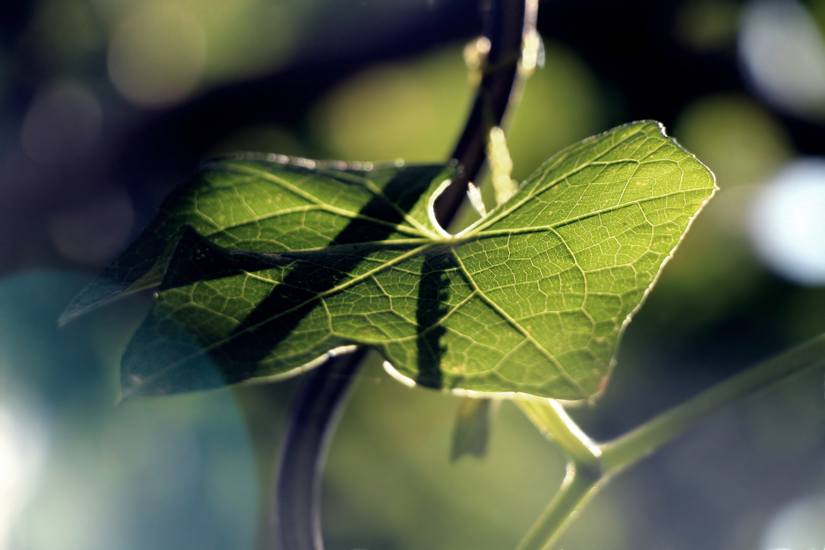 Ein zarter Sonnenstrahl...A delicate sunbeam