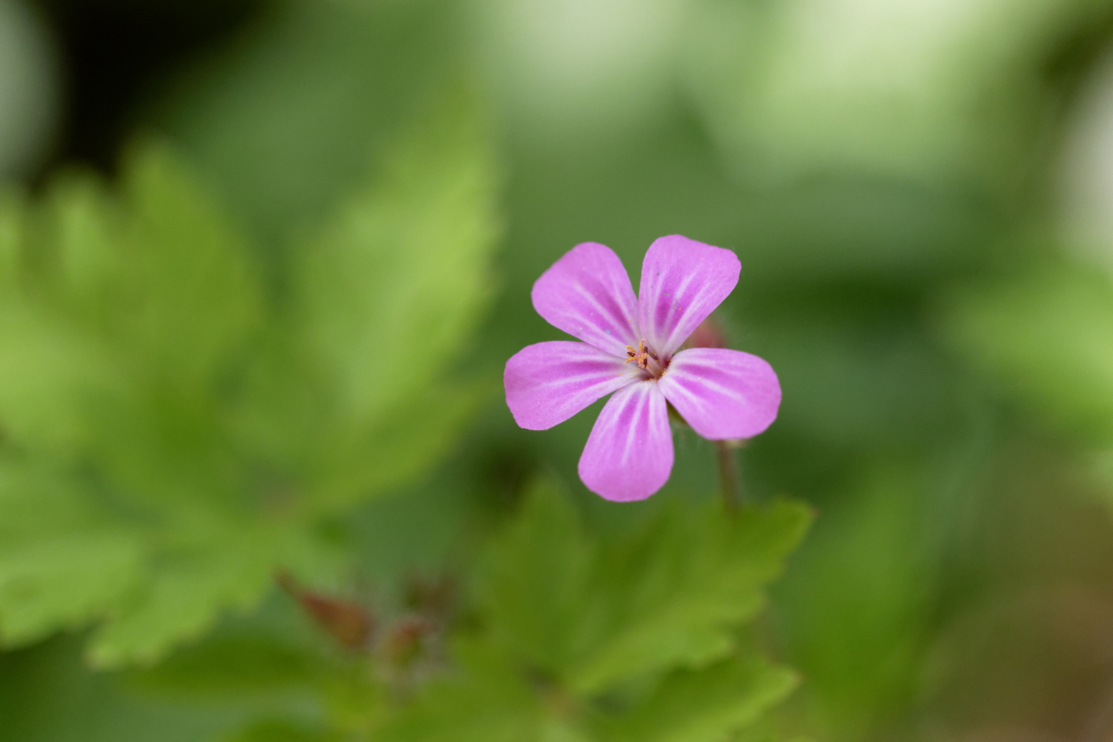 Ein zartes Blümchen