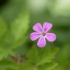 Ein zartes Blümchen