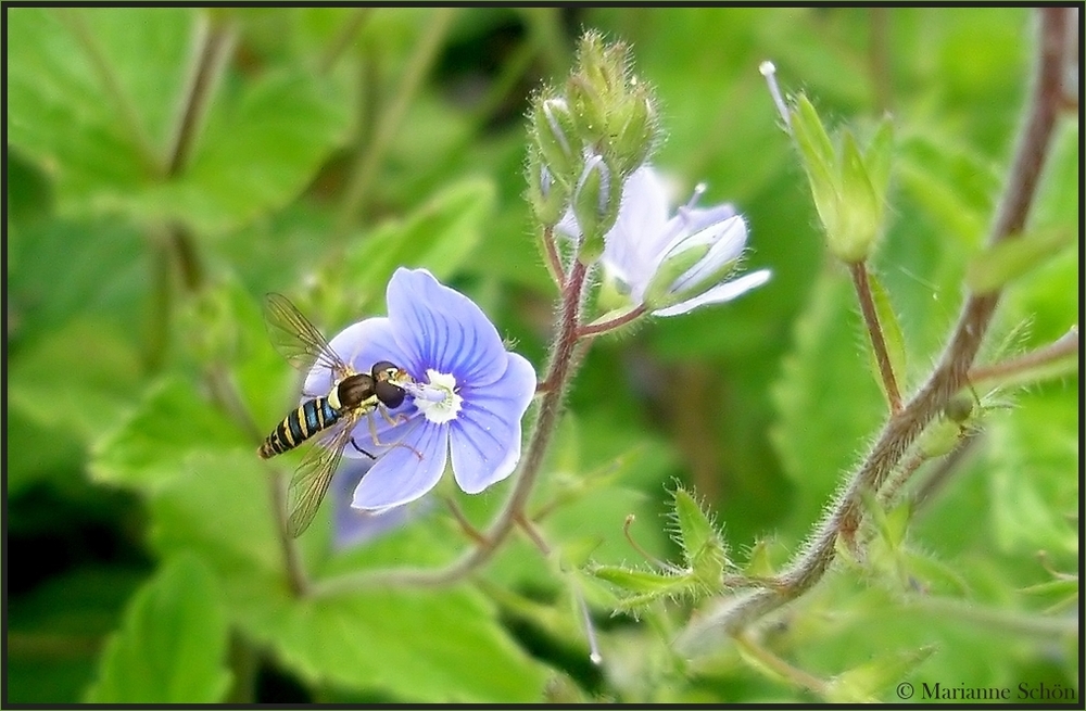 Ein zartes Blümchen...