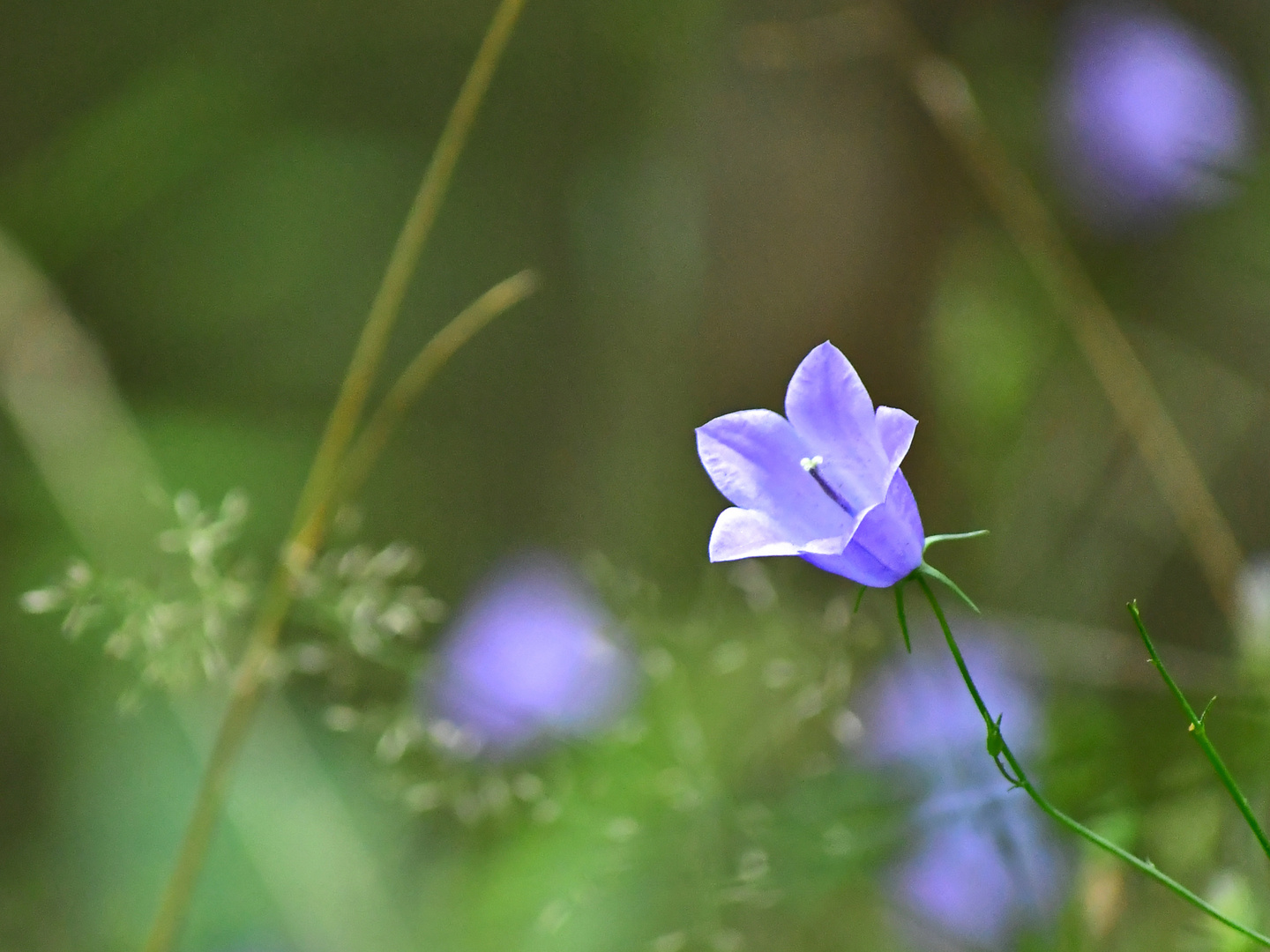 ein zartes Blümchen