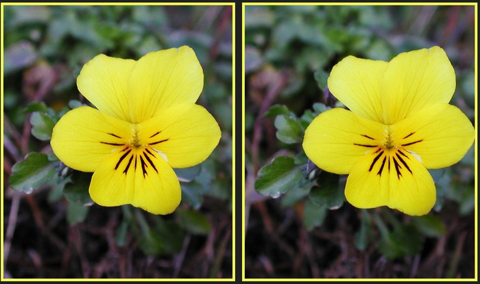 Ein zartes Blümchen in 1800m Höhe