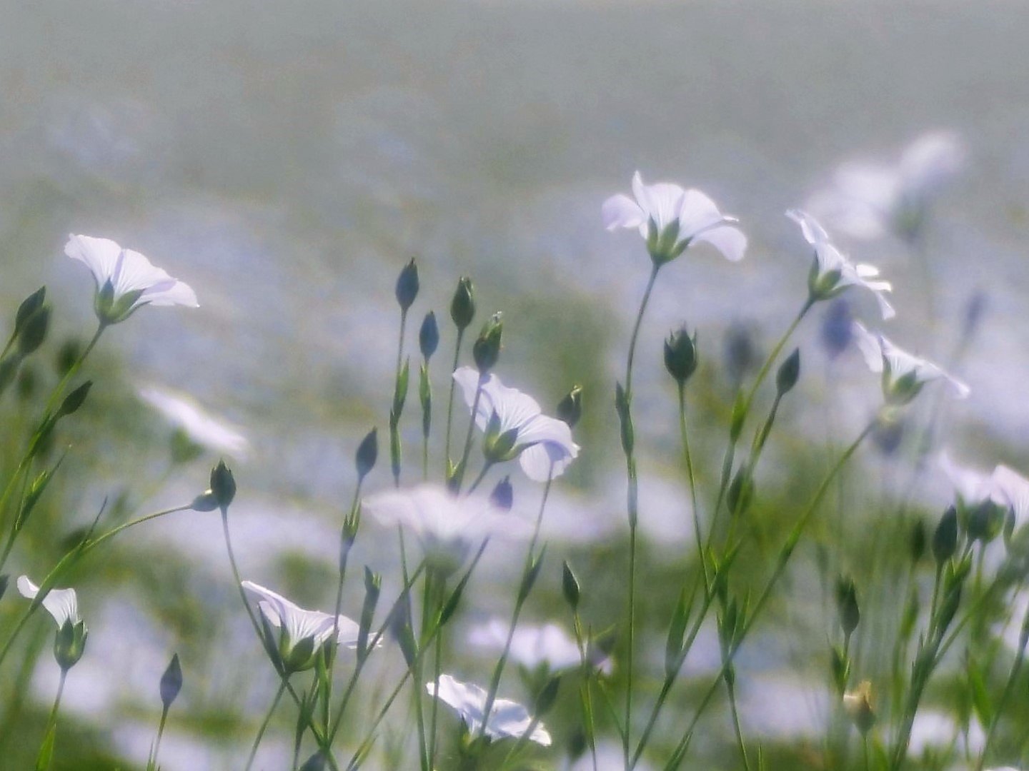 Ein zartes Blumenmeer