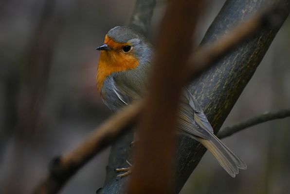 "EIN ZARTES LIED IN DER STILLE DER BÄUME:"