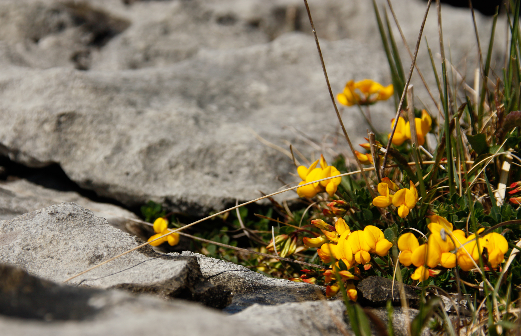 Ein zartes Pflänzchen im Burren, Westirland