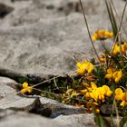 Ein zartes Pflänzchen im Burren, Westirland