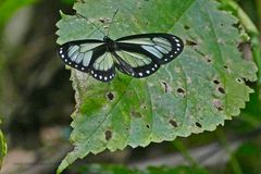 Ein zartes Wesen, Hyalyris antea frater PERU