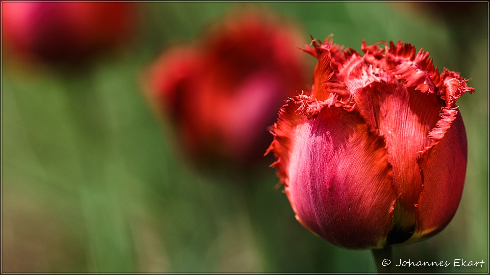 ein Zauber von ROT