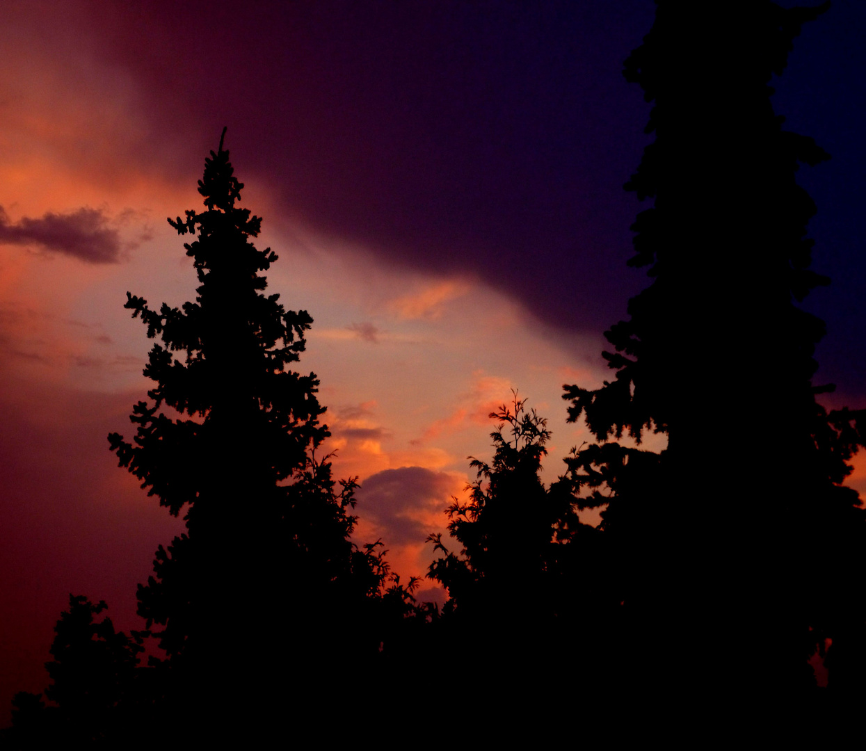 Ein zauberhafter Abendhimmel zwischen den Tannen.