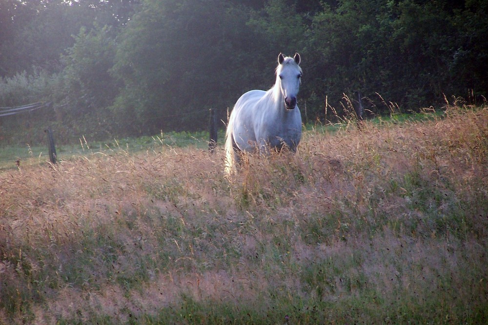 ...ein zauberhafter Morgen