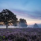 Ein zauberhafter Morgen in der Mehlinger Heide