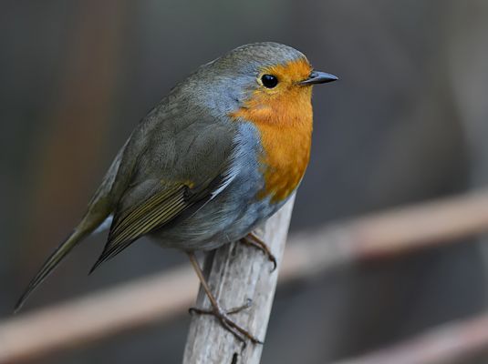 "EIN ZAUBERHAFTES WESEN"