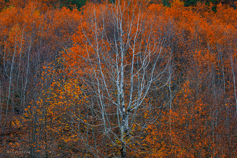 Ein zauberischer Baum