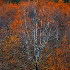 Ein zauberischer Baum