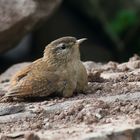 Ein Zaunkönig ist kein Dreckspatz ---