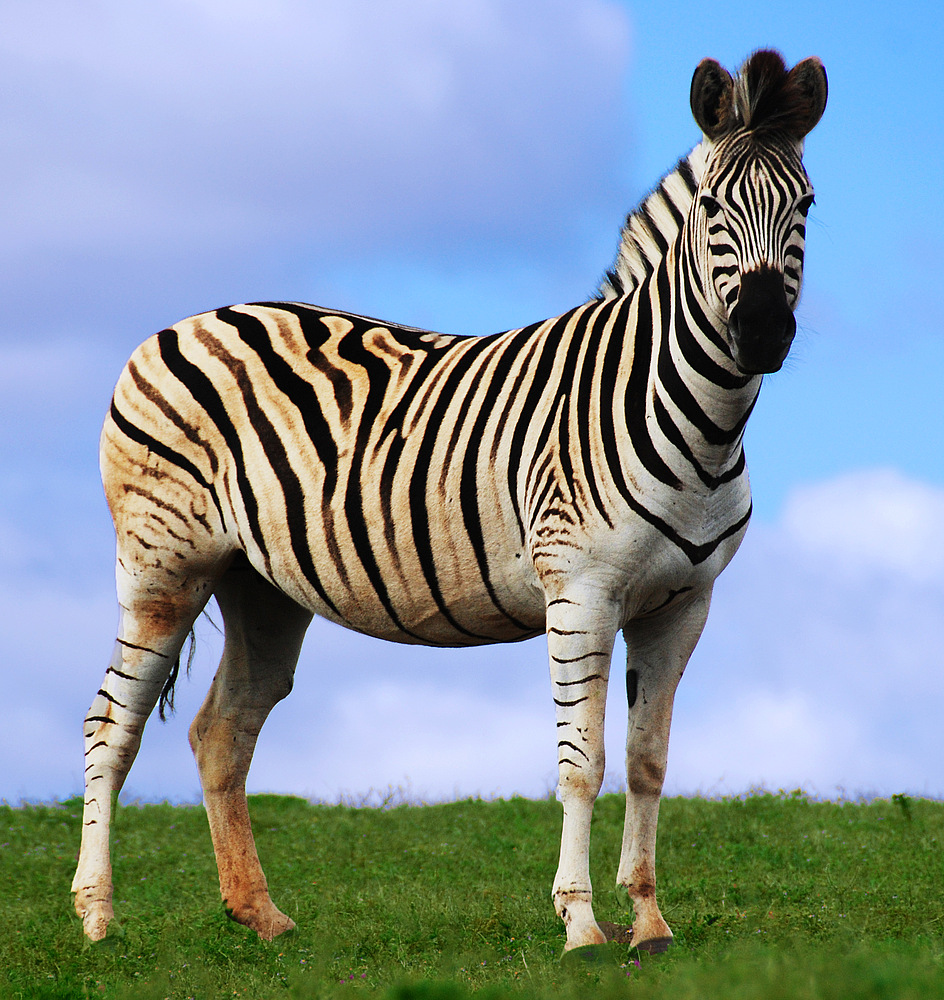 Ein Zebra..