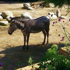 Ein Zebra ;-)