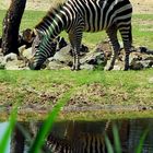 Ein Zebra