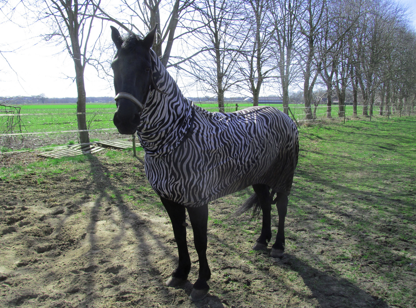 ein Zebra auf der Weide ...