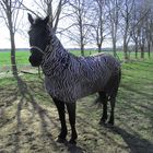 ein Zebra auf der Weide ...