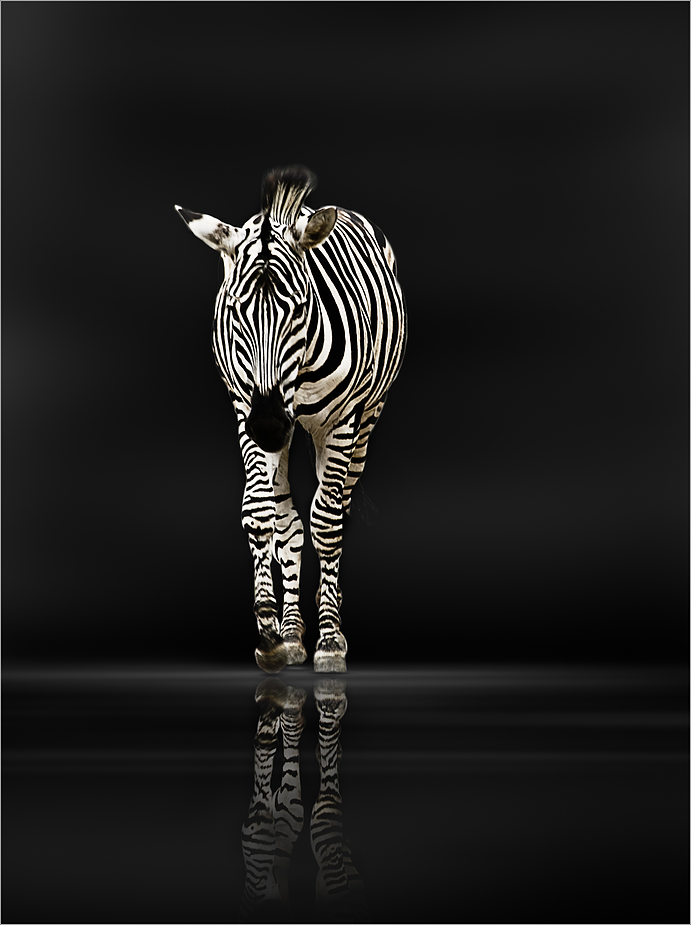 Ein Zebra . . .