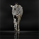 Ein Zebra . . .