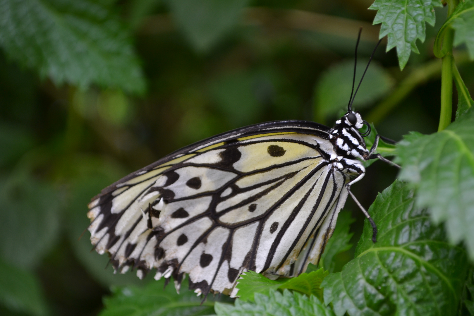 Ein Zebra :-)